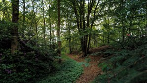 Un sentier forestier bordé d’une végétation luxuriante et d’arbres.