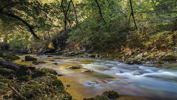 Un río serpenteando por un bosque con rocas y musgo.