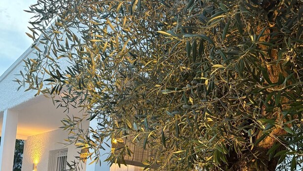 Un árbol con un tronco grueso y follaje denso frente a un edificio blanco con un patio.