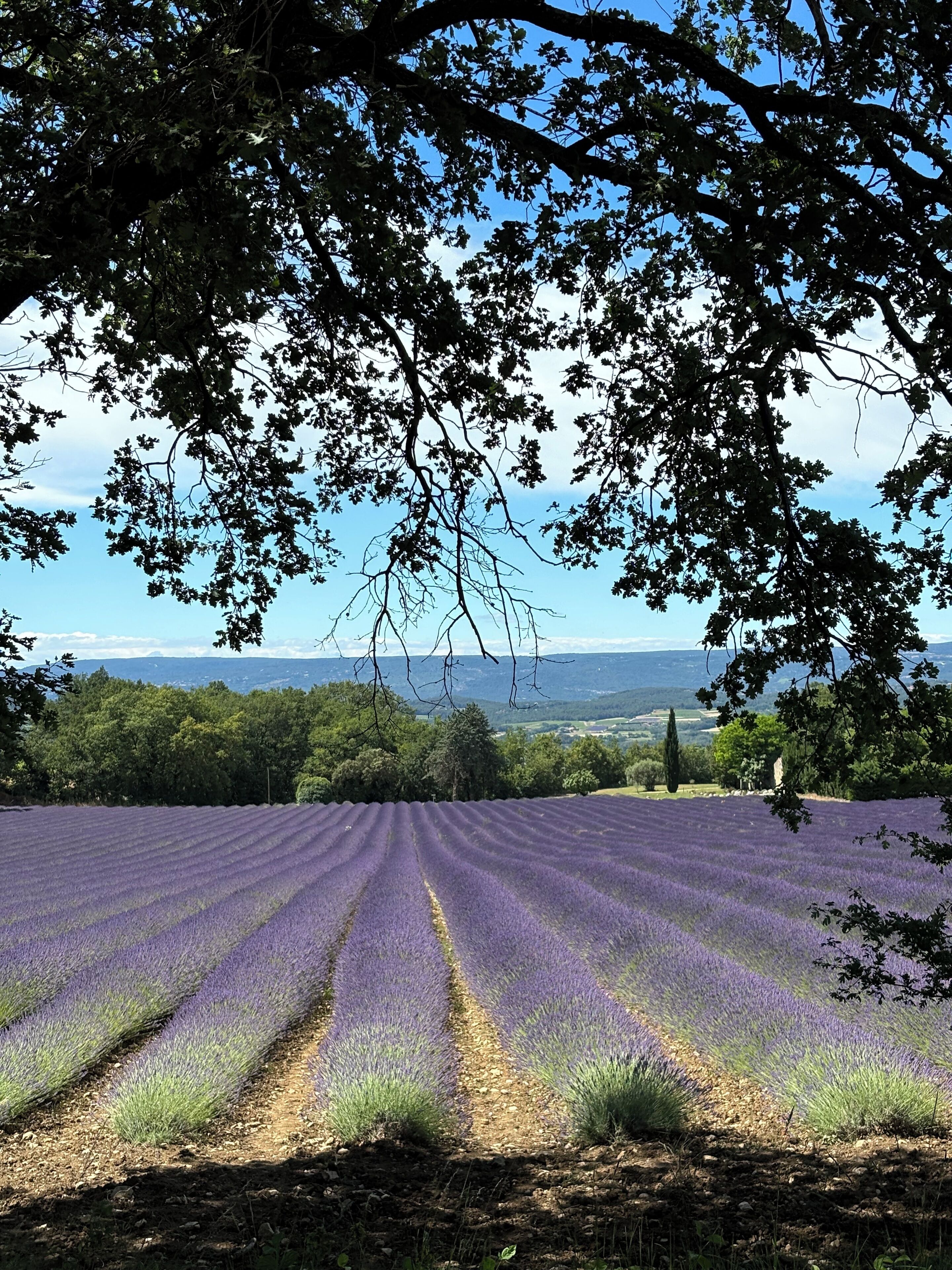 A lavender field with a clear view of distant hills and a tree-lined horizon.