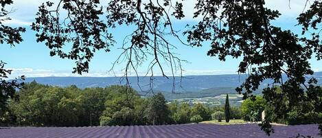 A lavender field with a clear view of distant hills and a tree-lined horizon.