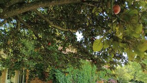 A house with a brick exterior, surrounded by a gravel driveway and lush greenery. - Cottage with breathtaking views of the Pyrenees (Lézat-sur-Lèze)