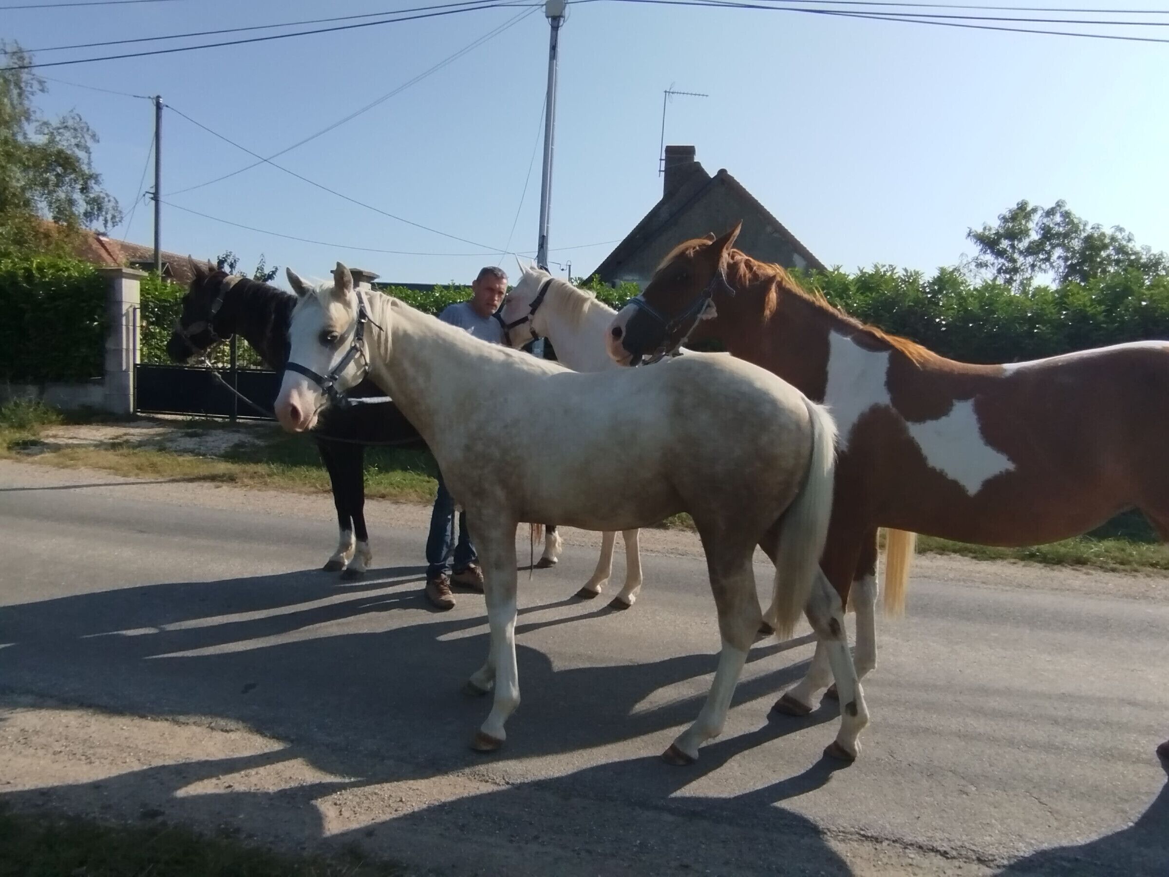 A rural road with two horses and a person standing nearby.
