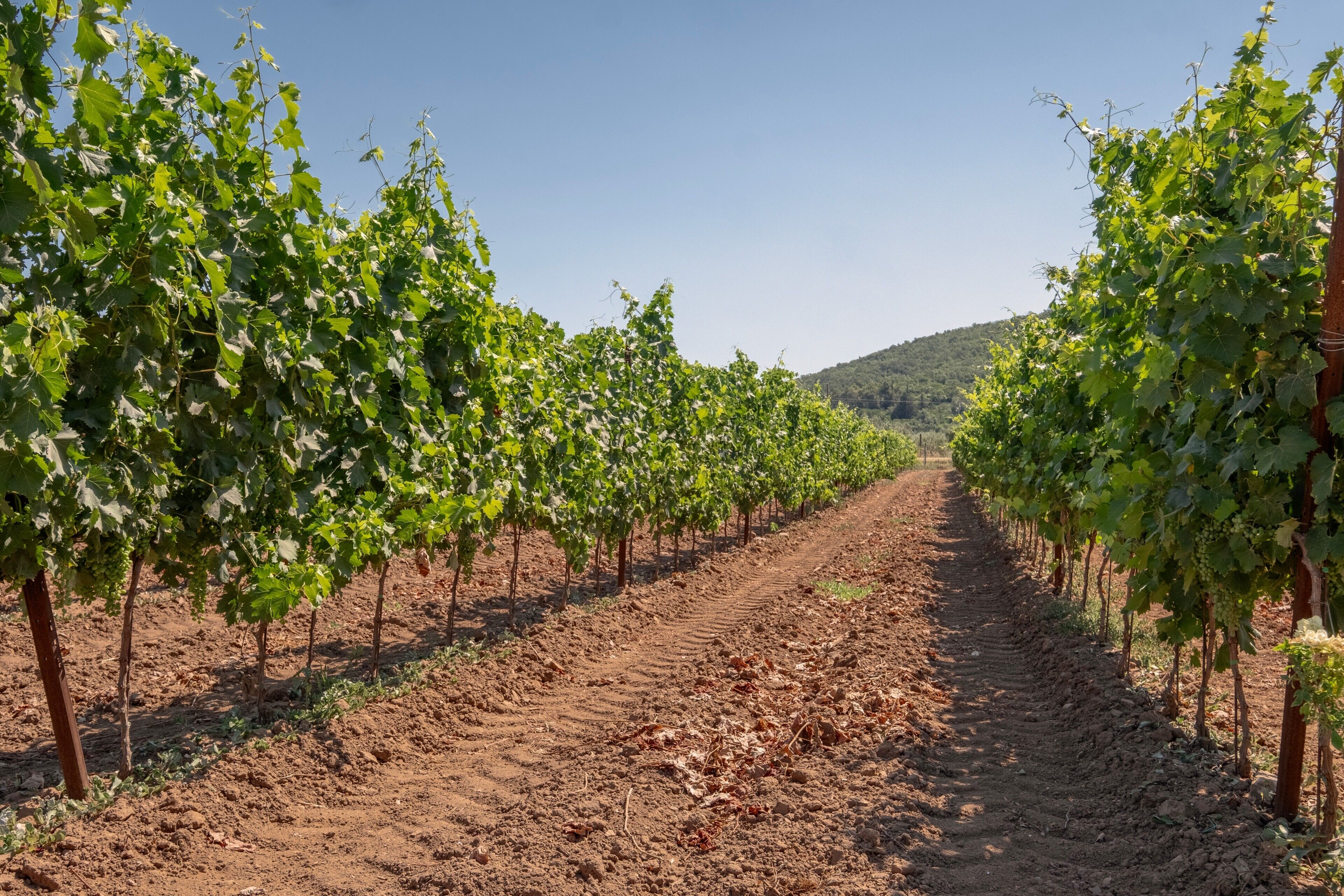 A vineyard with rows of grapevines and a dirt path.