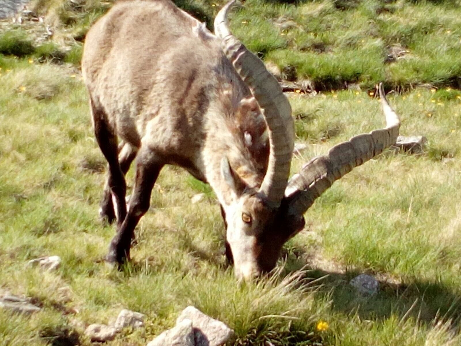 Een berggeit graast in een grasveld met rotsen en schaarse begroeiing.