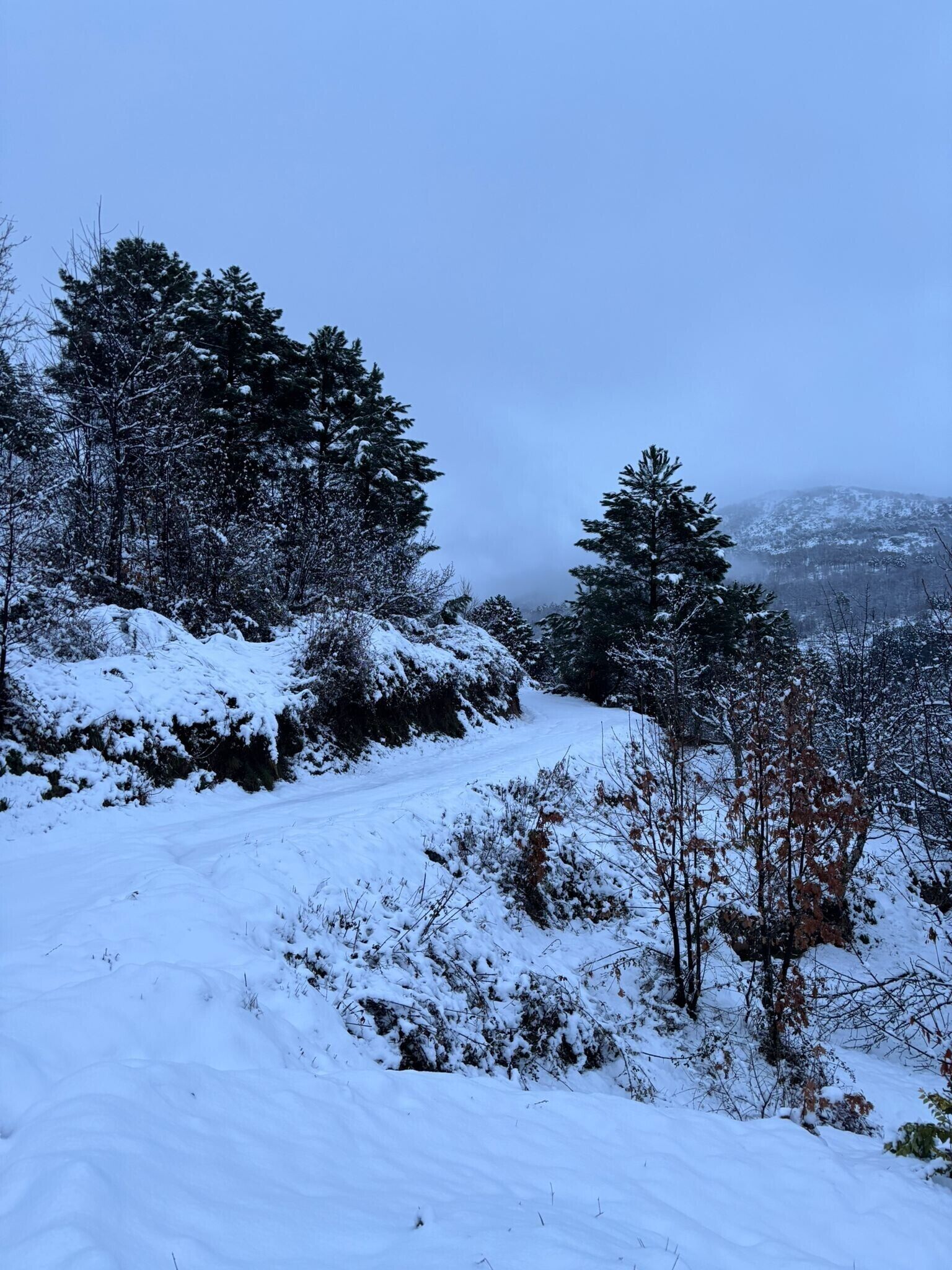 A snowy landscape with trees and a clear sky.