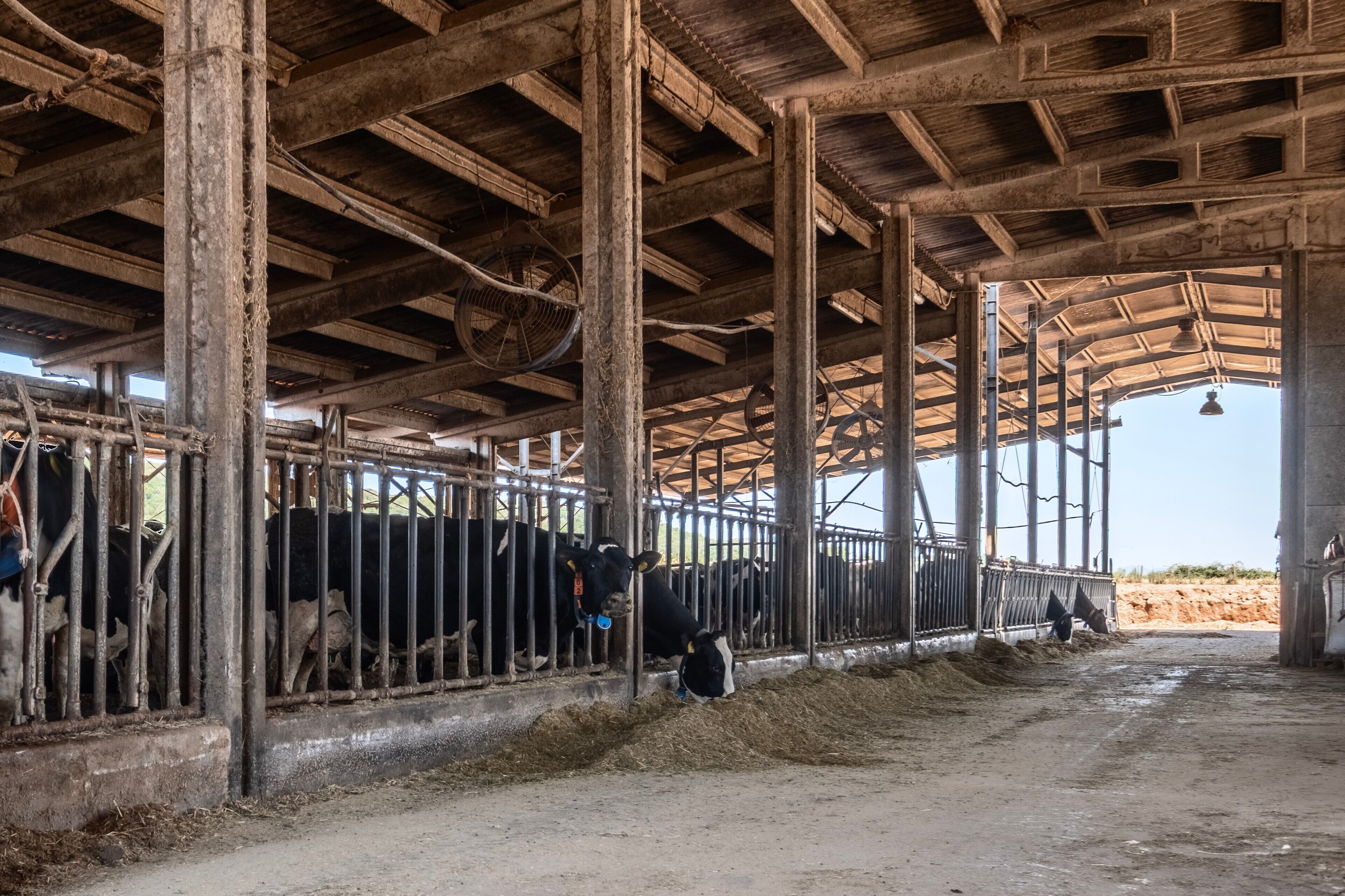 A barn with a high ceiling, metal bars, and hay on the ground.