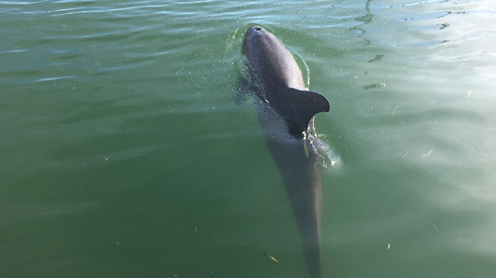 A large fish swimming in clear water.