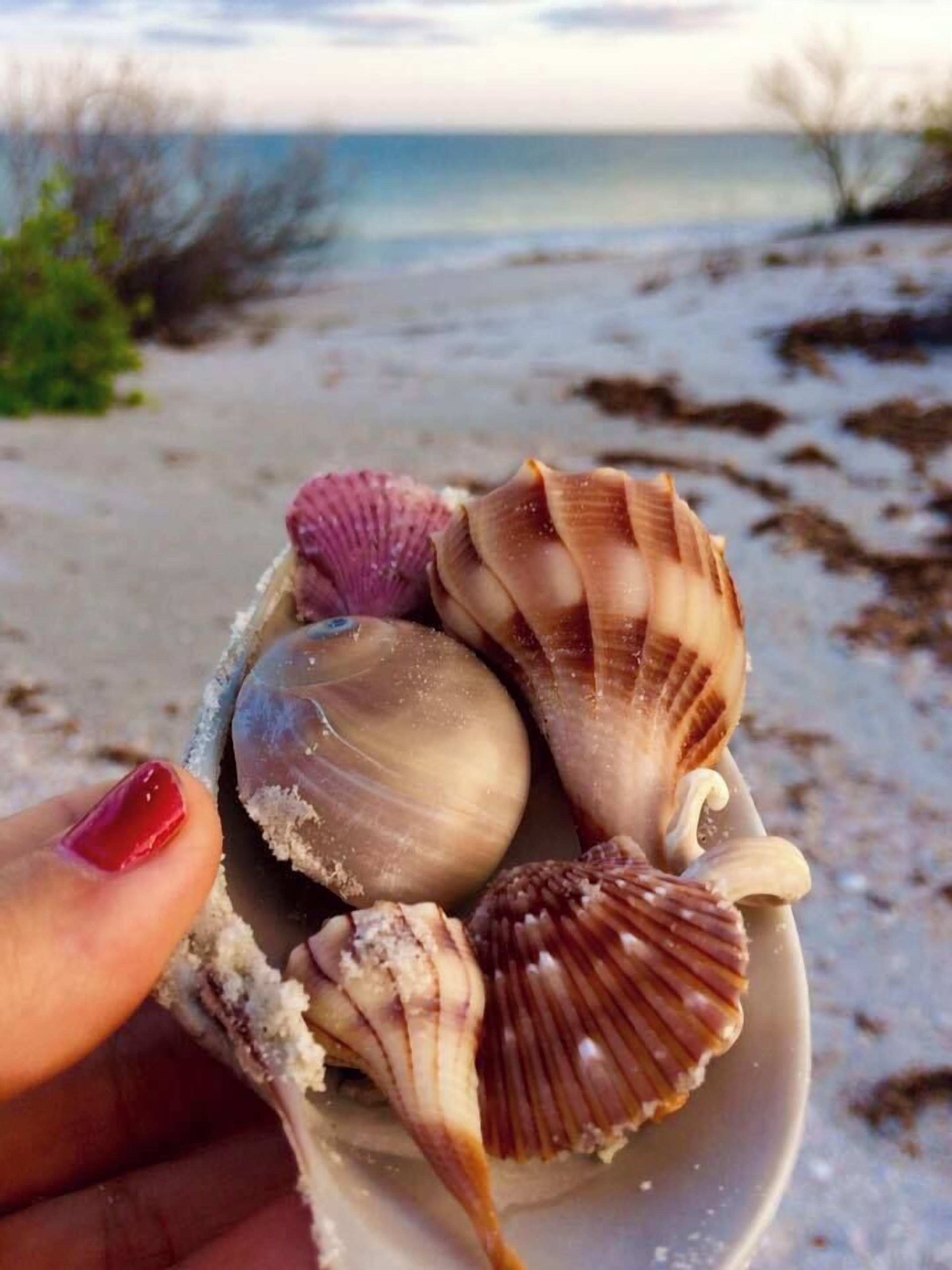 Uma mão segura uma tigela com conchas numa praia arenosa, com o oceano ao fundo.