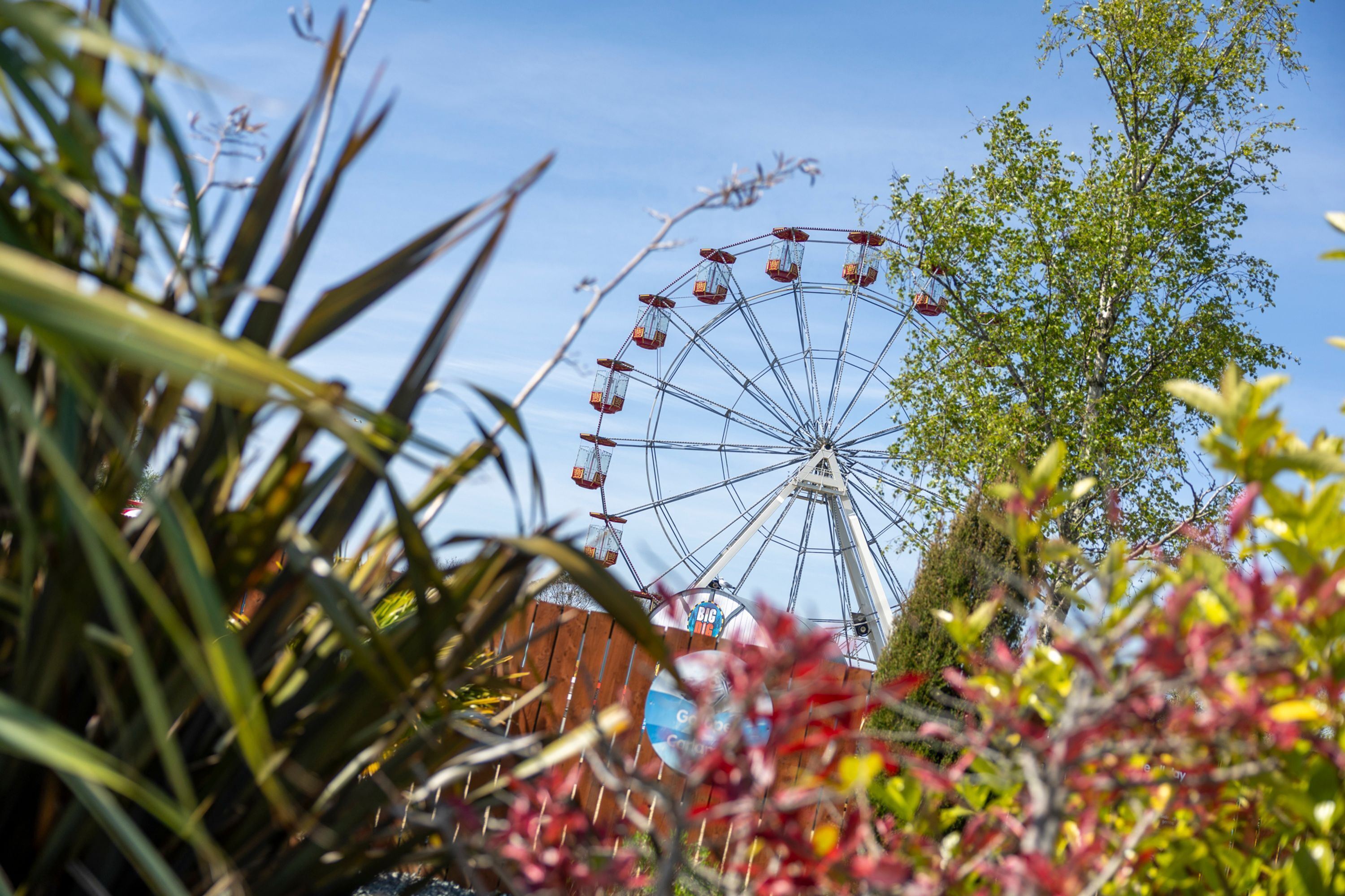 A Ferris wheel with cabins, surrounded by greenery and a wooden fence.