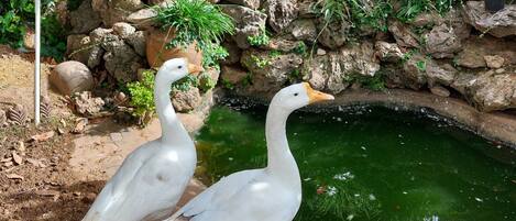 Terrein van de accommodatie