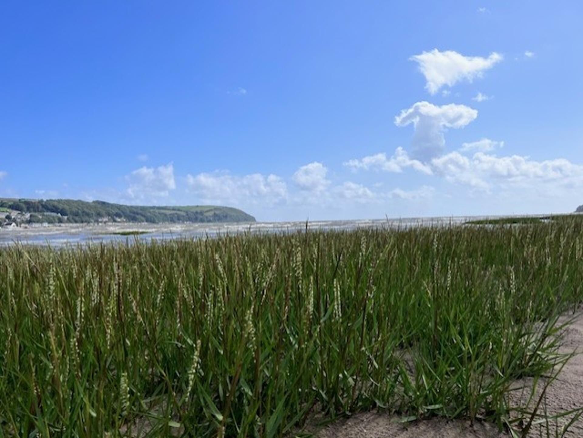 A coastal landscape with a sandy foreground, a body of water, and a distant hill.