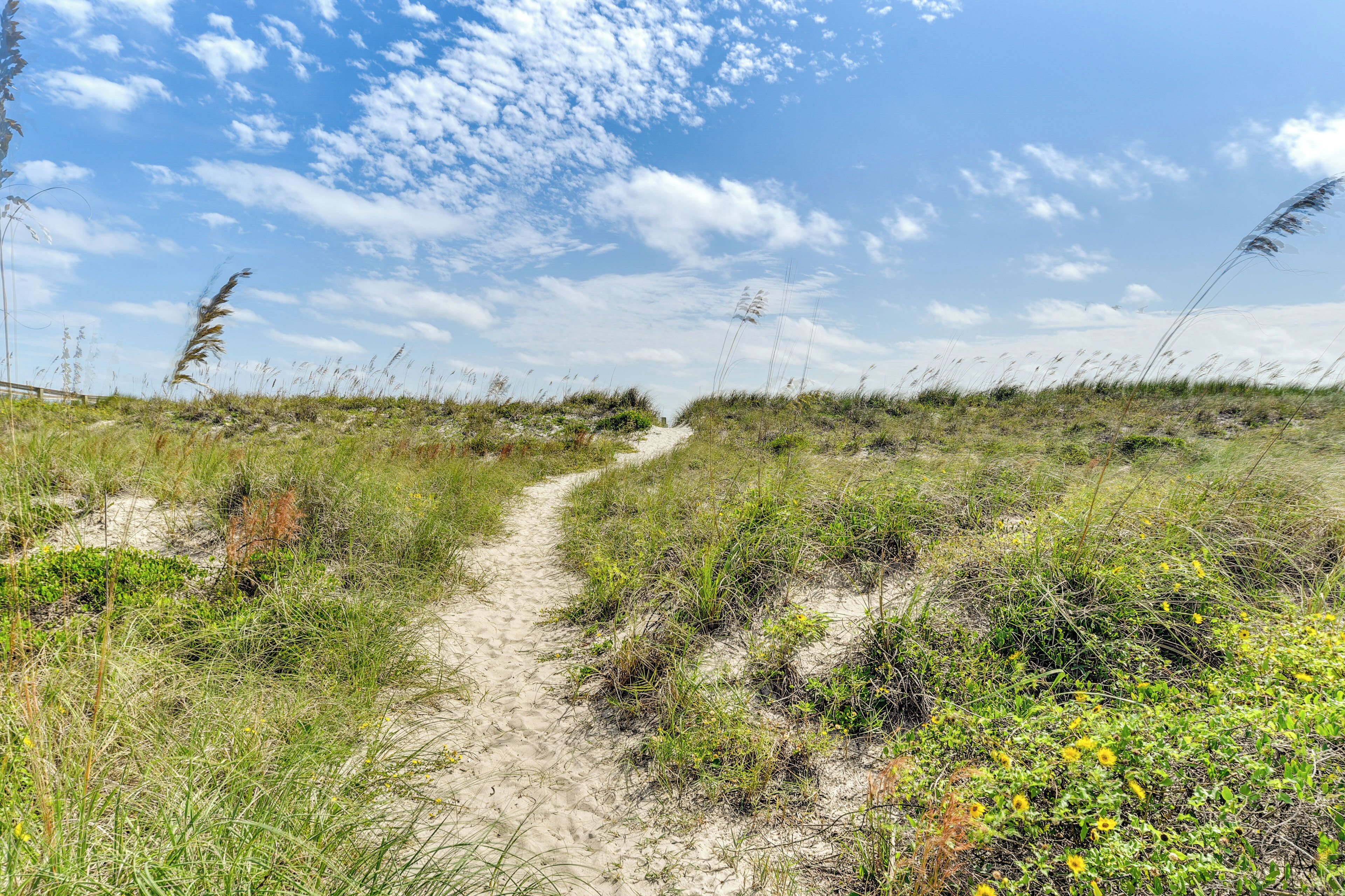 A sandy path through a grassy area with tall grasses and wildflowers.