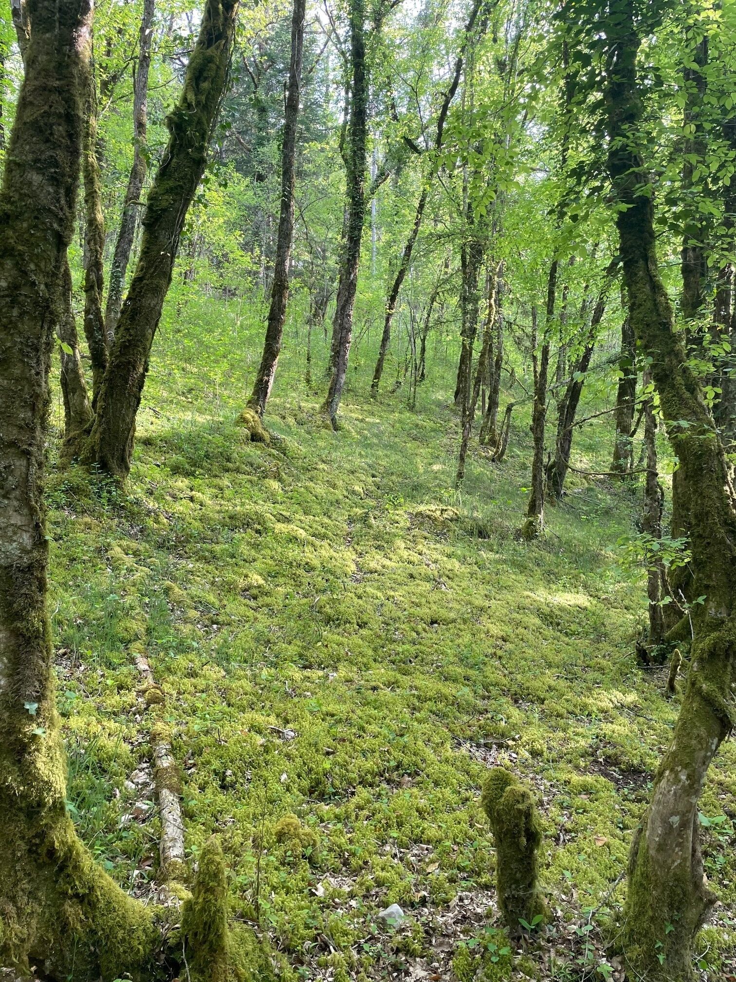 منوع
