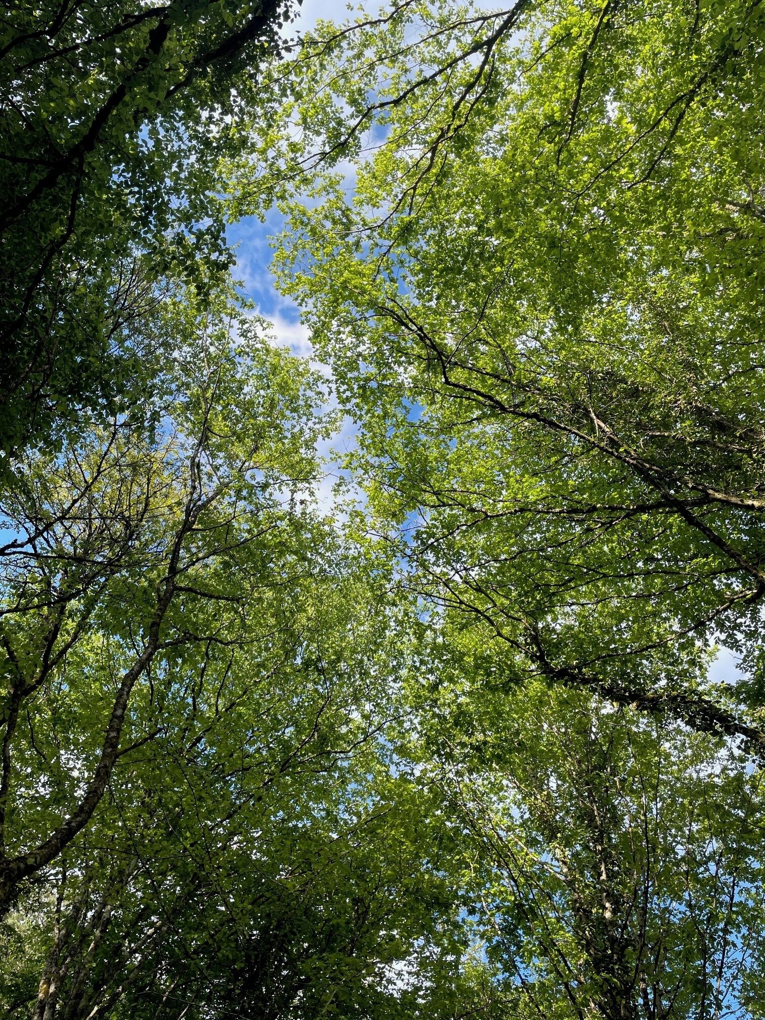 Une épaisse canopée de feuilles vertes se détachant sur un ciel clair.