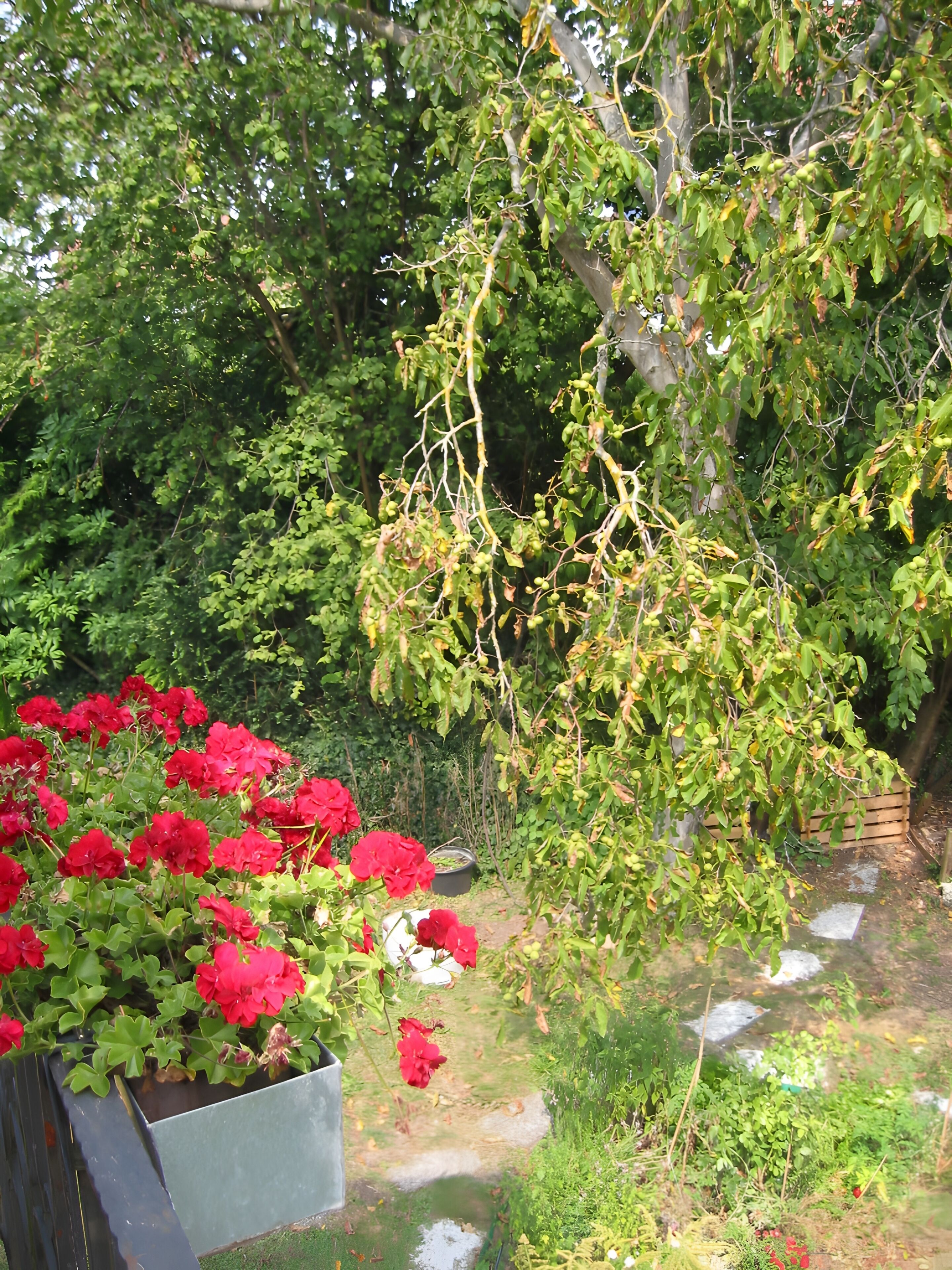 Un giardino con diverse piante, tra cui un albero con foglie verdi e fiori rossi, e un vialetto in cemento.
