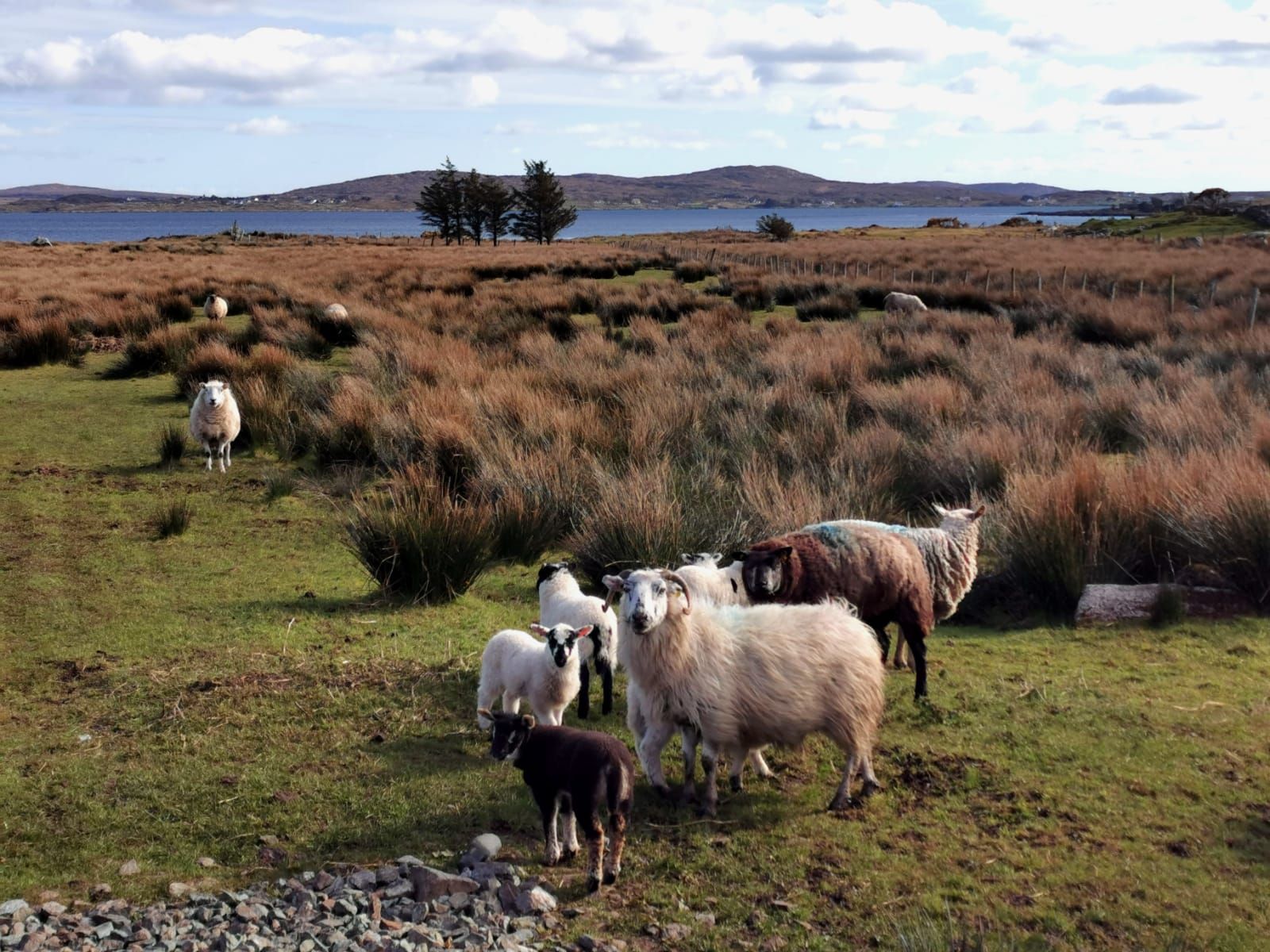 Un campo cubierto de pasto con un grupo de ovejas y una masa de agua al fondo.
