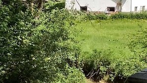 Een landelijk tafereel met een beek, weelderige begroeiing en een wit gebouw op de achtergrond.