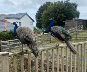 Casa de campo | Áreas de la propiedad