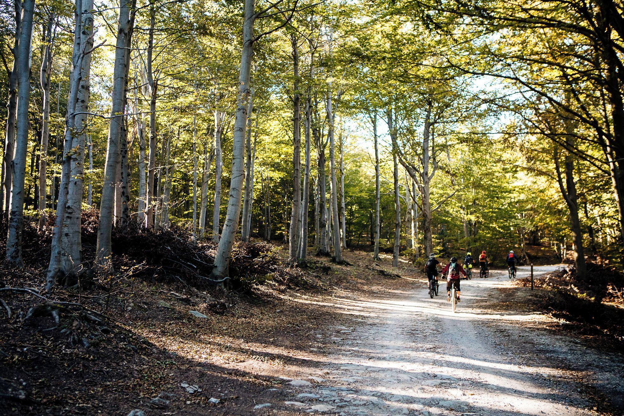 Un sendero de tierra que atraviesa un bosque de árboles altos, con ciclistas.