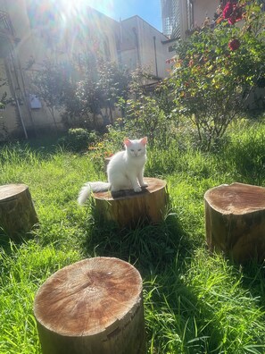 Property grounds - Hysa guest house (Shkodër)