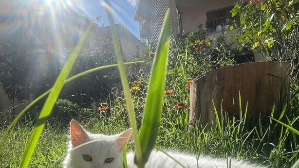 A white cat lying in grass with a house in the background. - Hysa guest house (Shkodër)