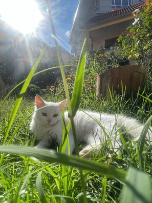 A white cat lying in grass with a house in the background. - Hysa guest house (Shkodër)