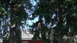 A white house with a red roof, surrounded by trees. There are two white chairs and a black grill in the front yard. - Charming 3BR 2BA Home – Walk to Downtown St. Albans, Near Lake Champlain (Saint Albans City)