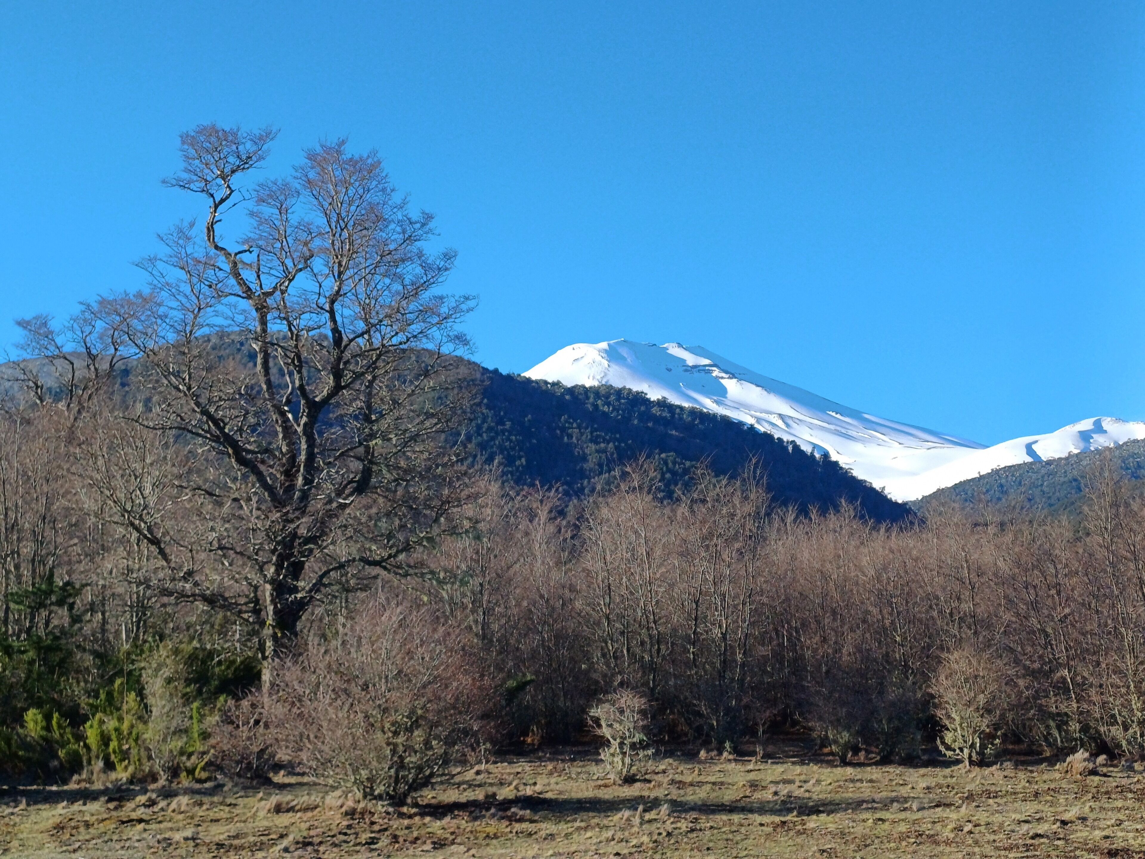 A mountain with snow-capped peaks, a clear blue sky, and a barren landscape with leafless trees.
