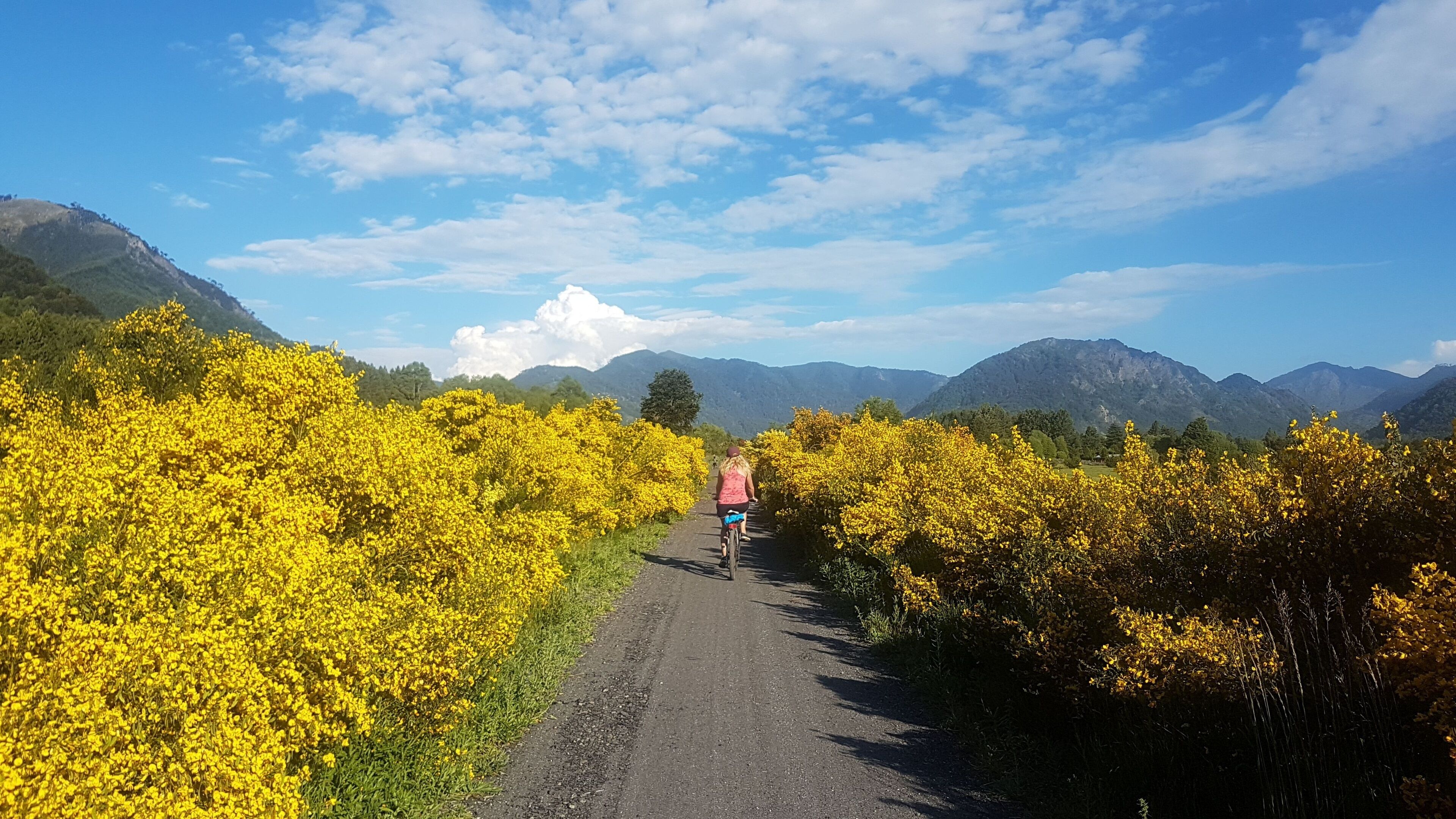 A paved path flanked by yellow flowering bushes, leading towards a hilly landscape with mountains in the distance.