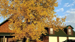 A house with a large tree in front, a garage, and a driveway with fallen leaves. - Cabin Style Private Studio  (Giroux)