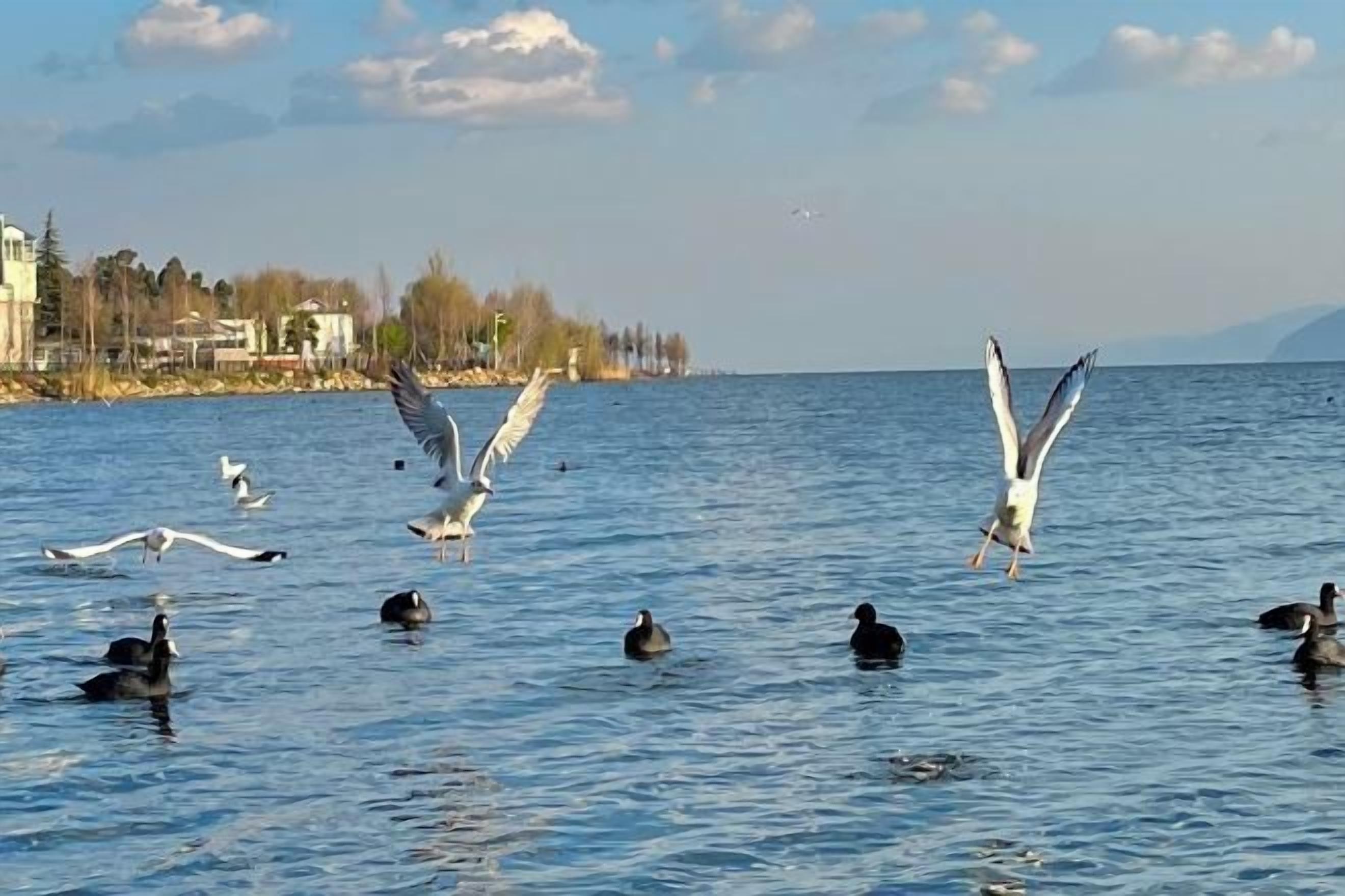 Ein Gewässer mit fliegenden und schwimmenden Vögeln.