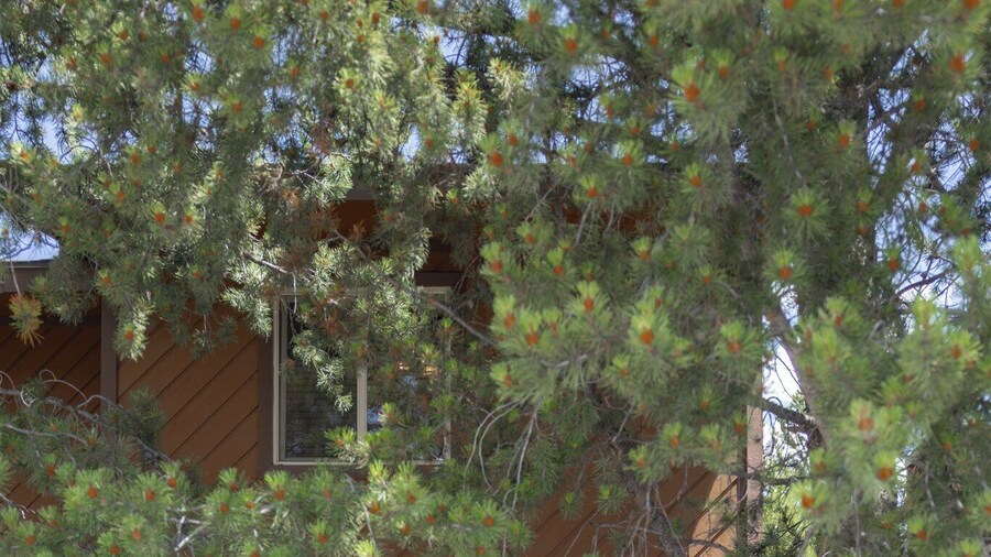 Homestead 8