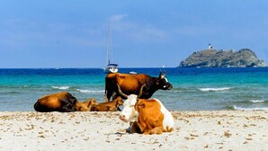 A beach with cows and a sailboat in the background. - LATU CORSU – Cosy studio for 2 (ERSA)