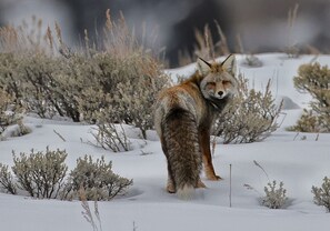 Miscellaneous - Grandma`s Over-The-River Cabin on a Working Wyoming Ranch (Bondurant)