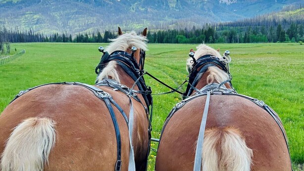 Zwei gespannte Pferde vor einer Berglandschaft.
