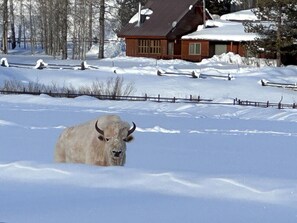 Property grounds - Elegant Mountain Lodge with Breathtaking Views & Serene Ambiance (Bondurant)