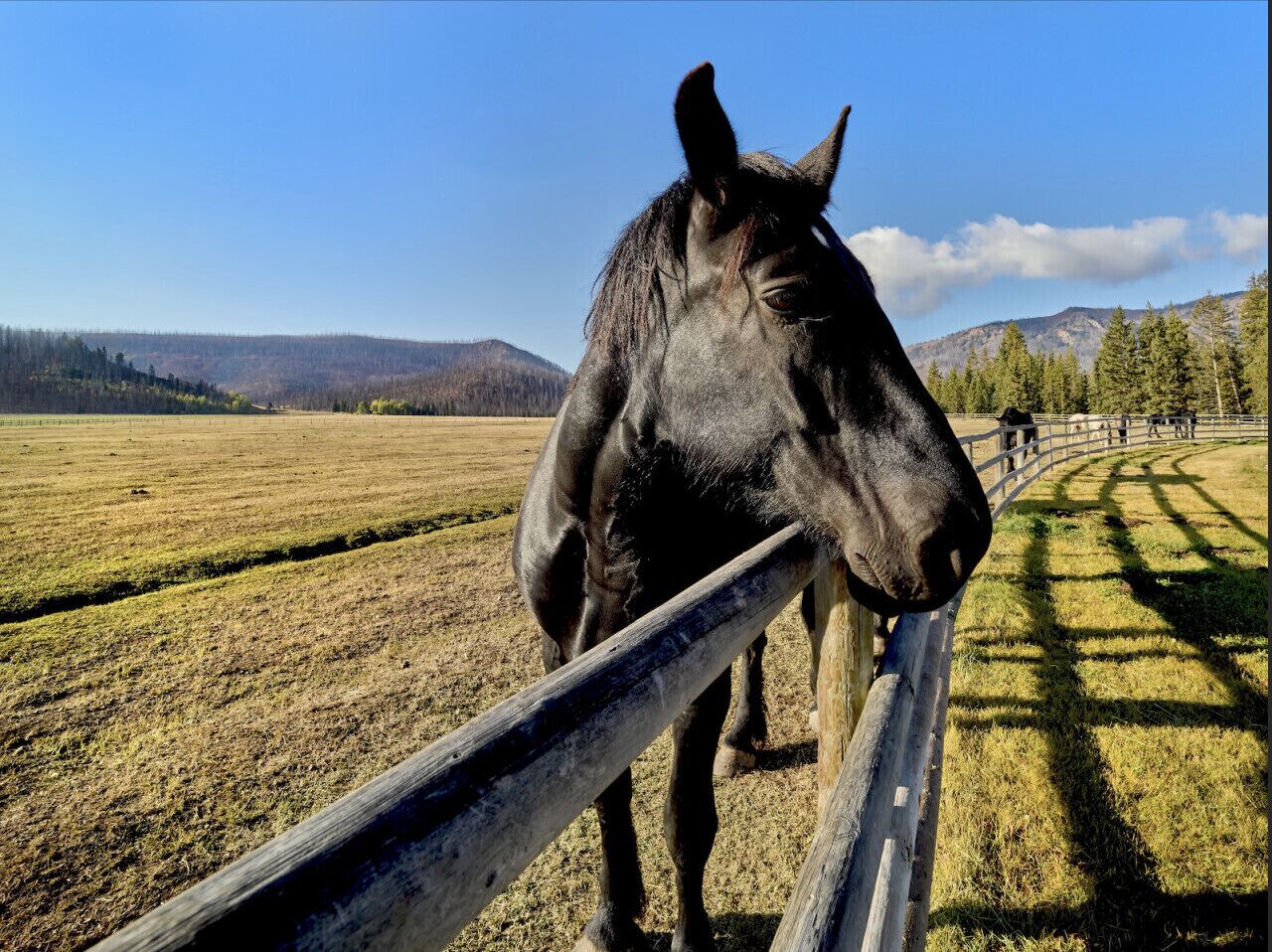 A horse standing behind a wooden fence in a field with a mountainous background.