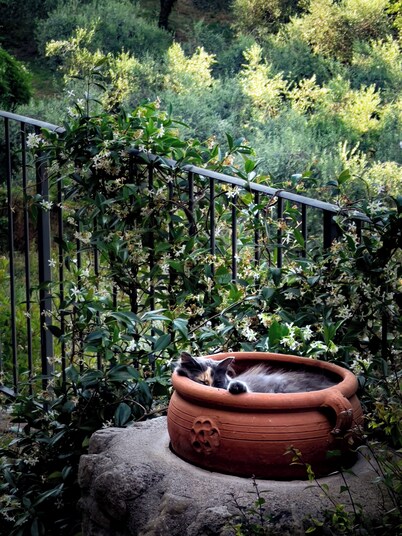 Lemon Tree Boutique Guesthouse