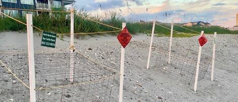 A beach with a turtle nesting area marked by signs and a protective wire fence.