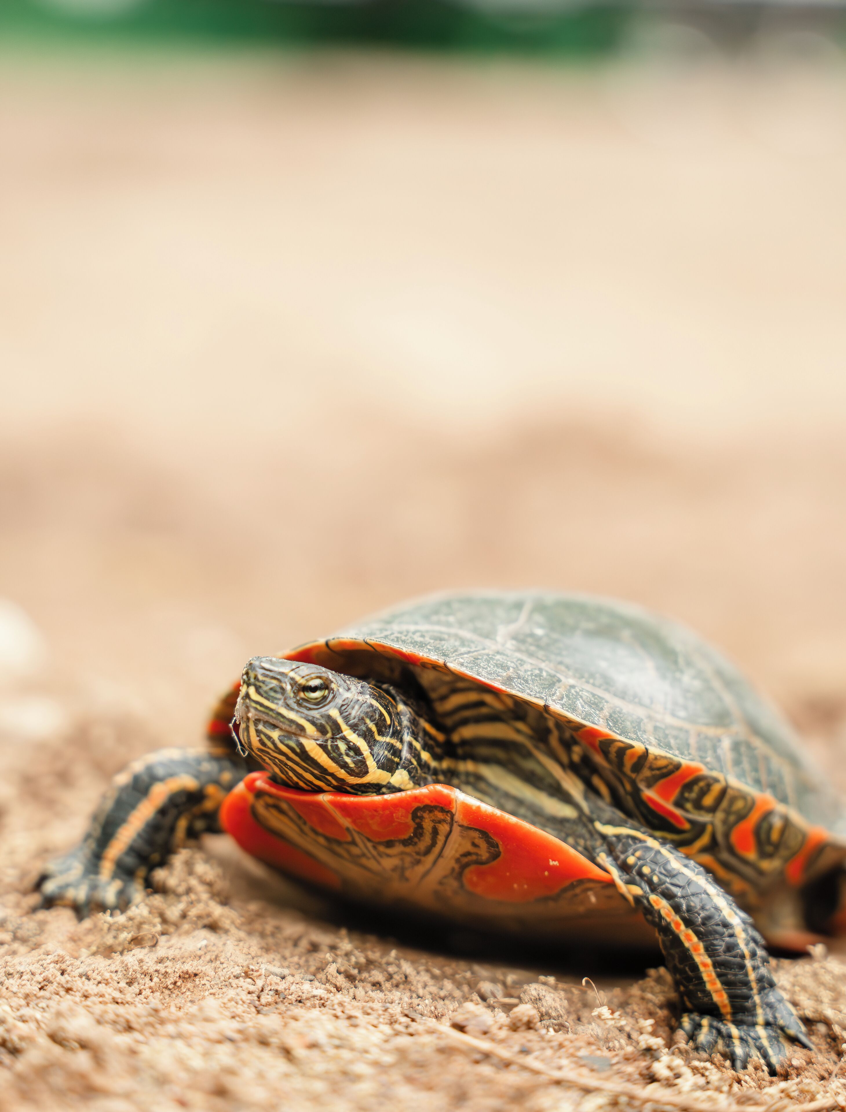 A turtle on a textured surface.