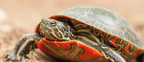 A turtle on a textured surface.