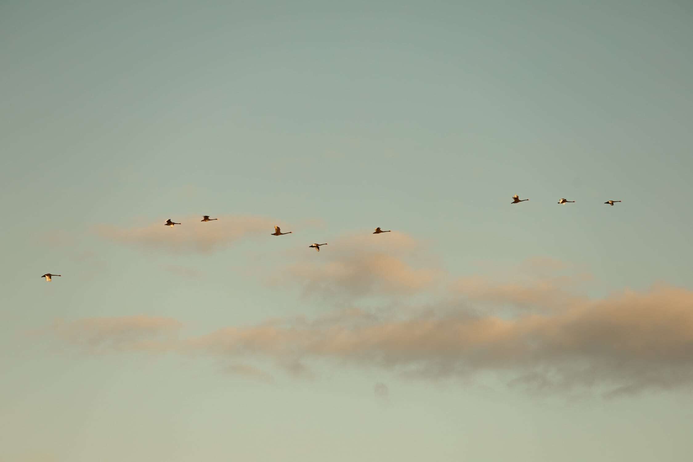 Een groep vogels vliegt in de lucht.