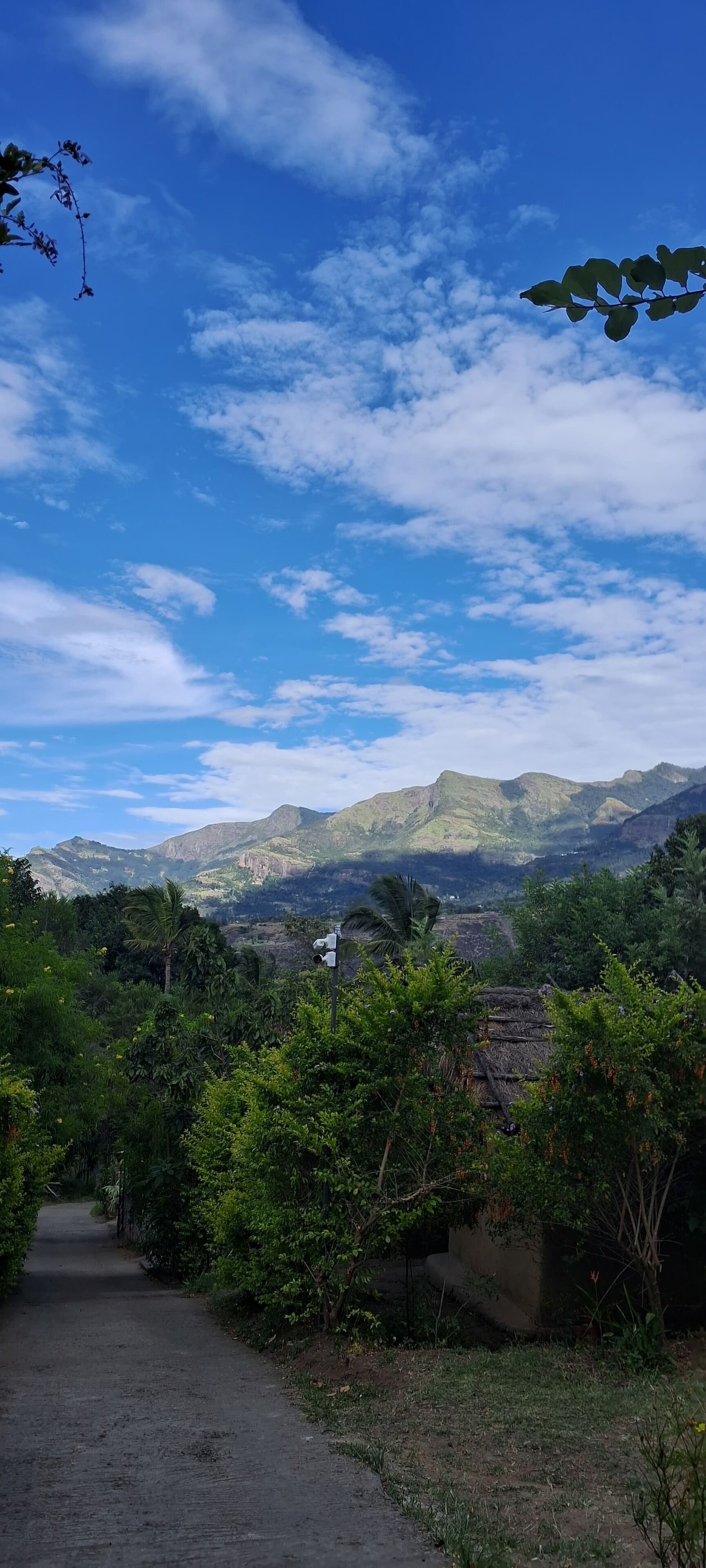 Paisaje rural con un camino de tierra que serpentea entre una vegetación exuberante, hacia montañas lejanas bajo un cielo azul despejado.