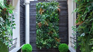A narrow outdoor corridor with a vertical garden wall, two potted topiary shrubs, and a dark wooden fence. - Hotel Tinah: Elegance and Comfort Near the Champs-elysees (Paris)