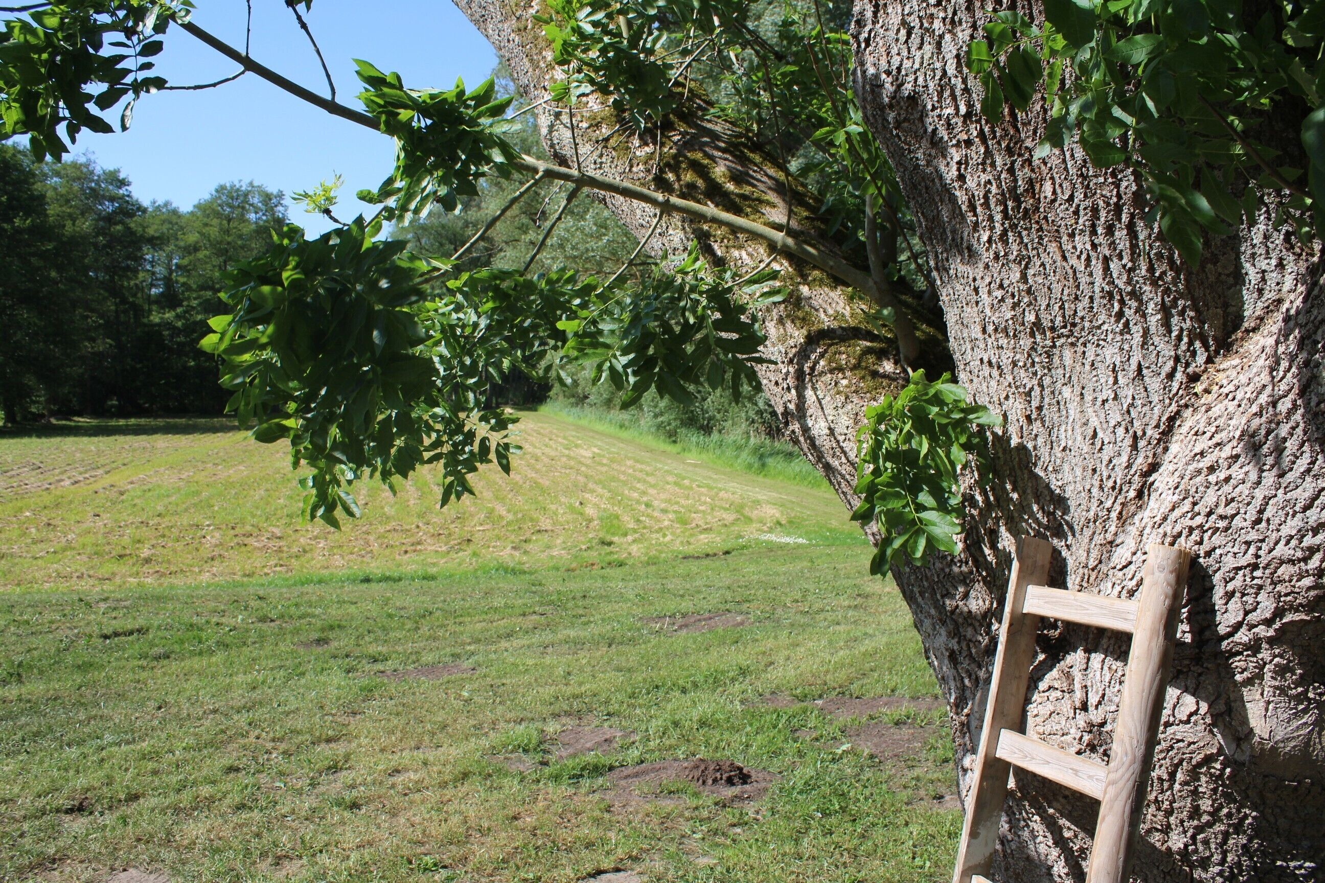 Una escalera de madera apoyada en el tronco de un árbol en un campo cubierto de hierba.