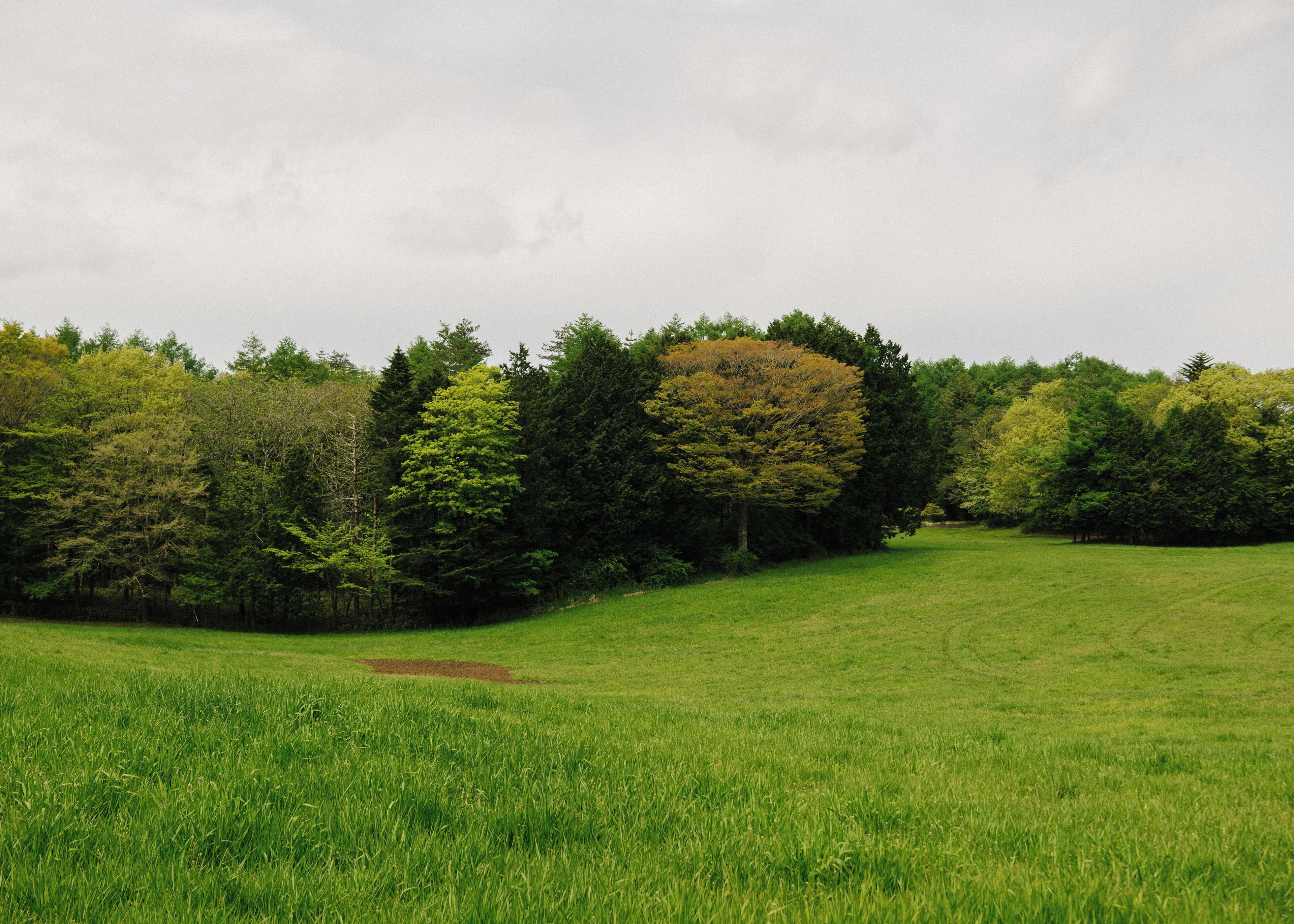 A grassy field with trees in the background.
