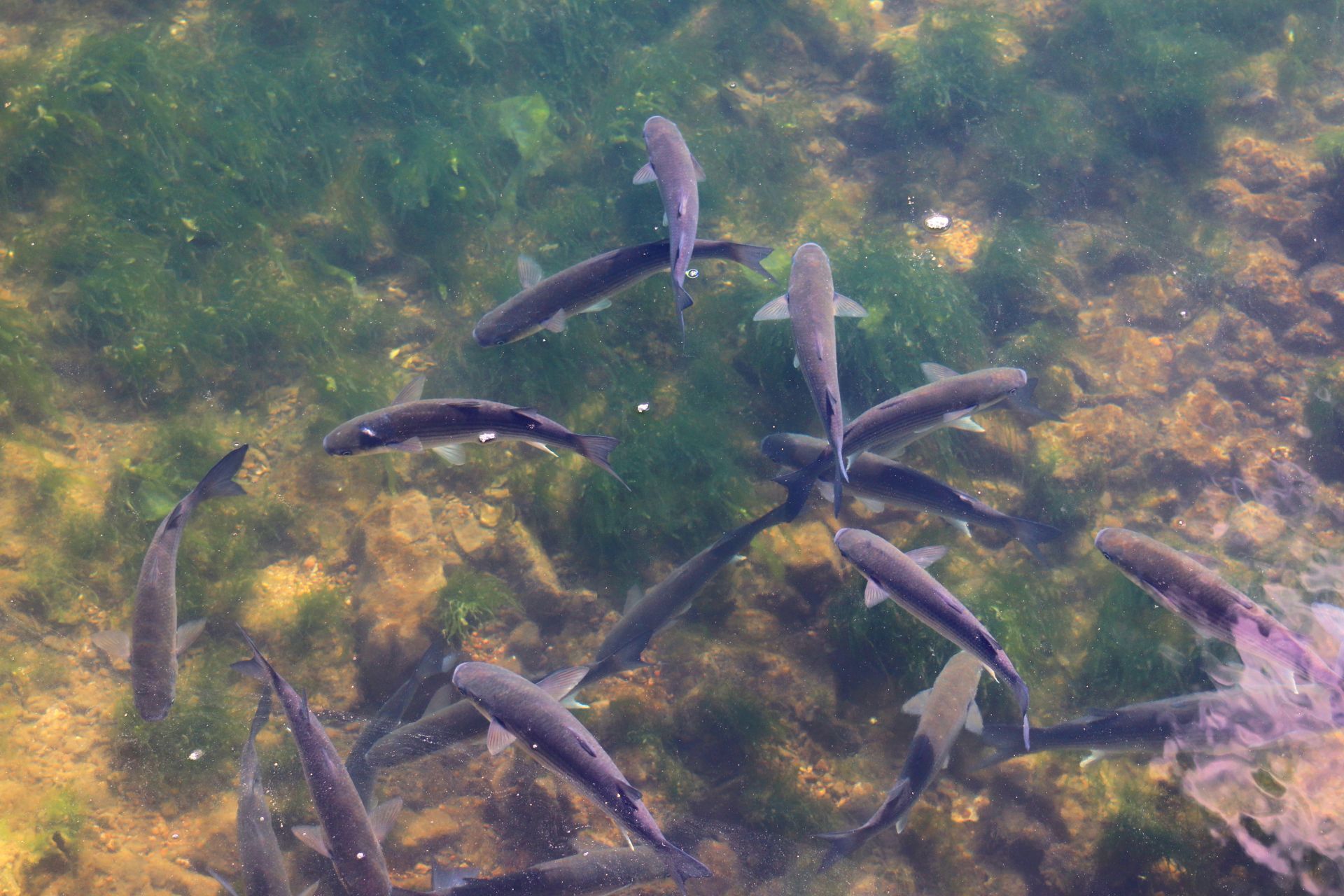 Un grupo de peces nadando cerca de una planta sumergida.