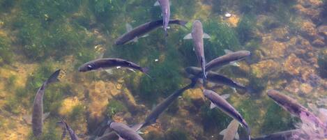 Un grupo de peces nadando cerca de una planta sumergida.