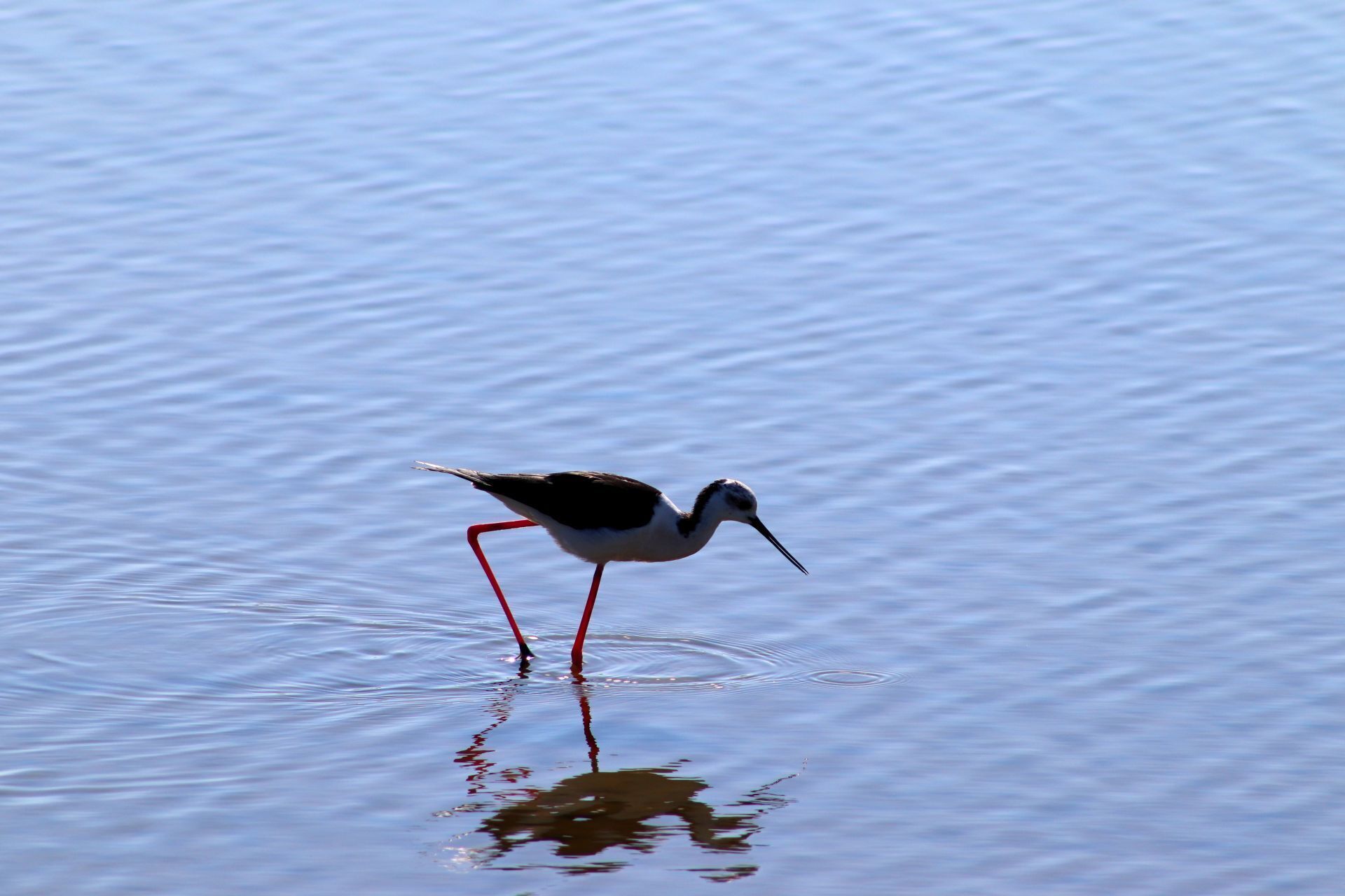 A bird standing in water with a reflection.